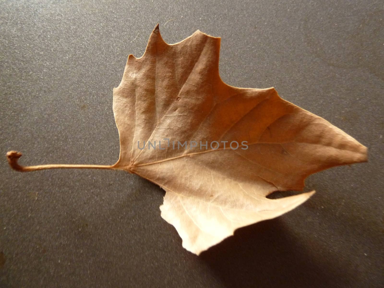 dried leaf by gazmoi