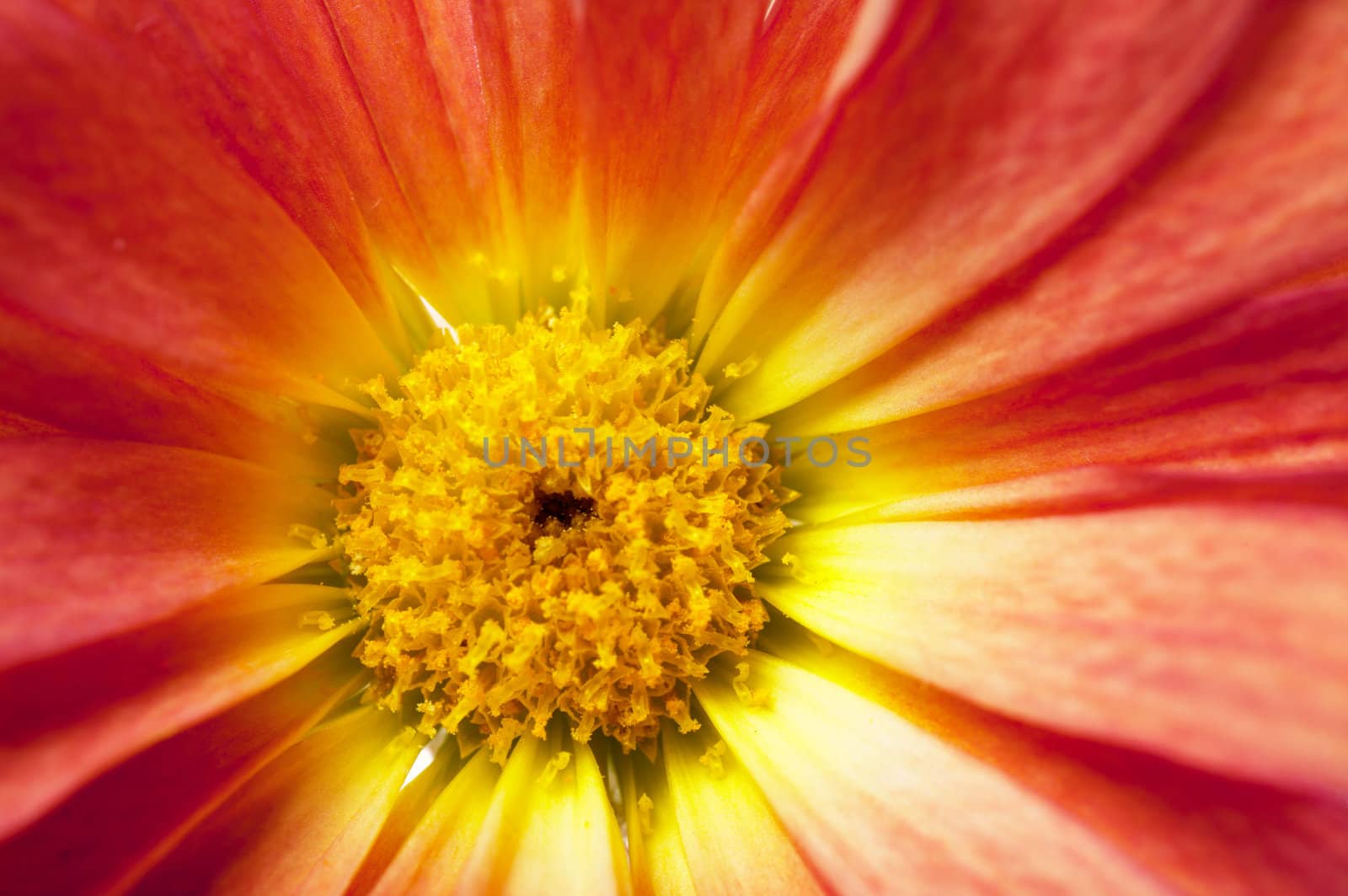 Macro view of daisy red petals
