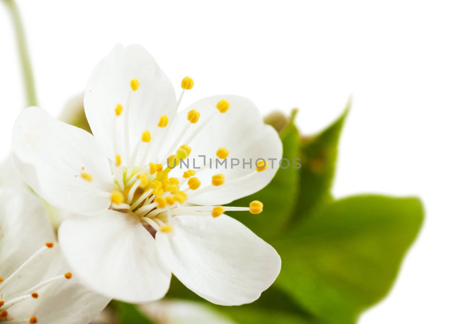 White flowers of cherry tree over white background