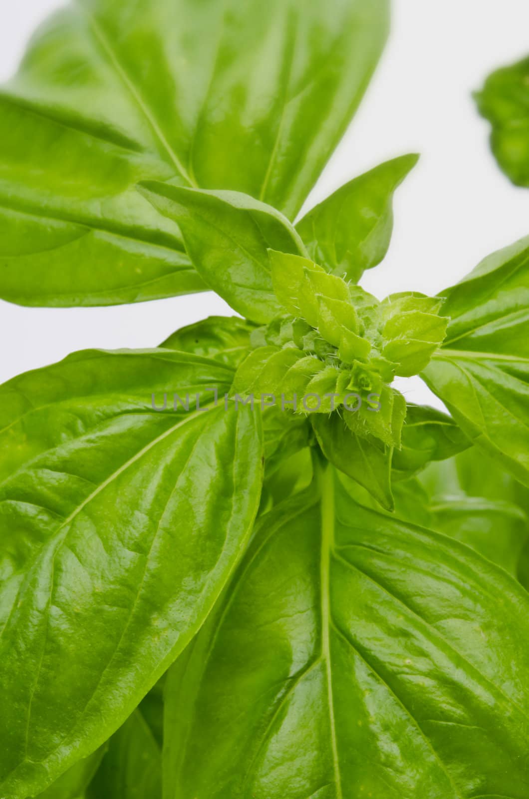 basil