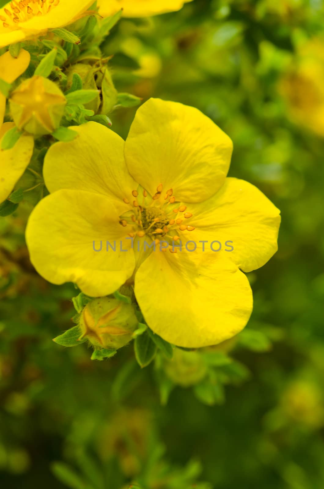 Oenothera by Darius.Dzinnik