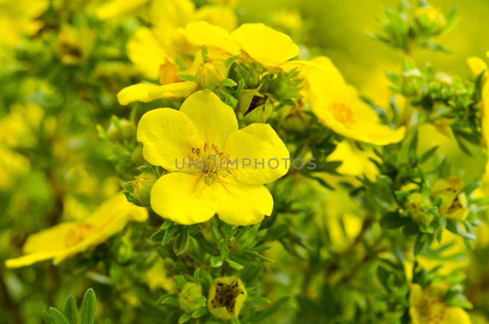 Oenothera