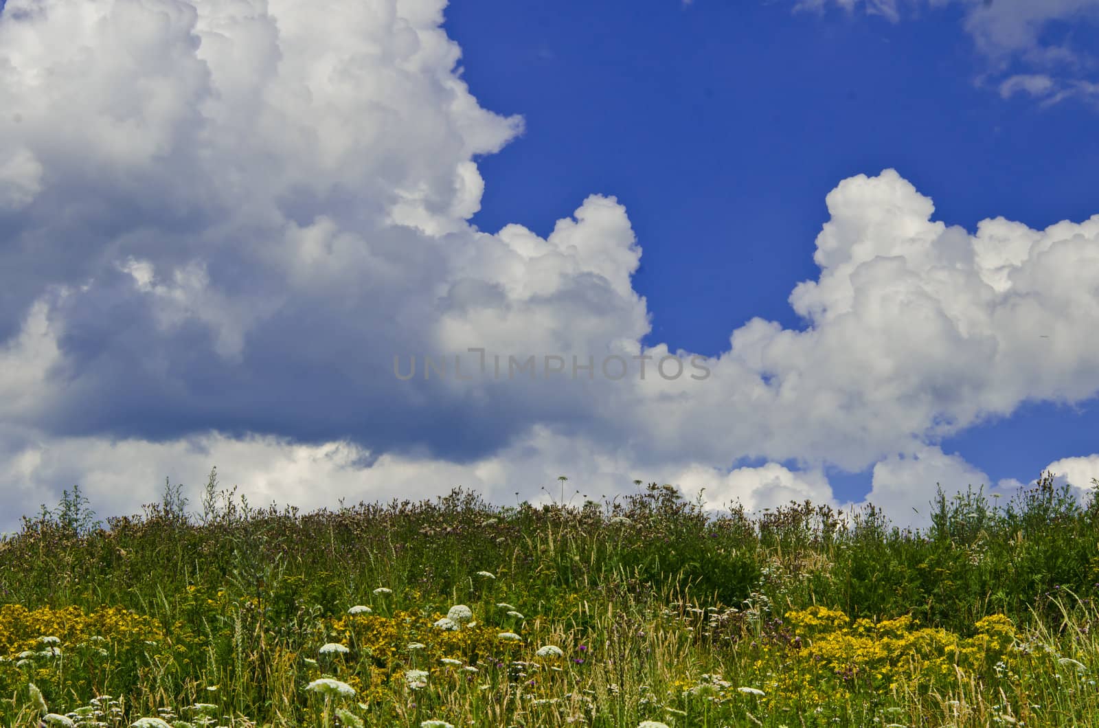 summer meadow by Darius.Dzinnik