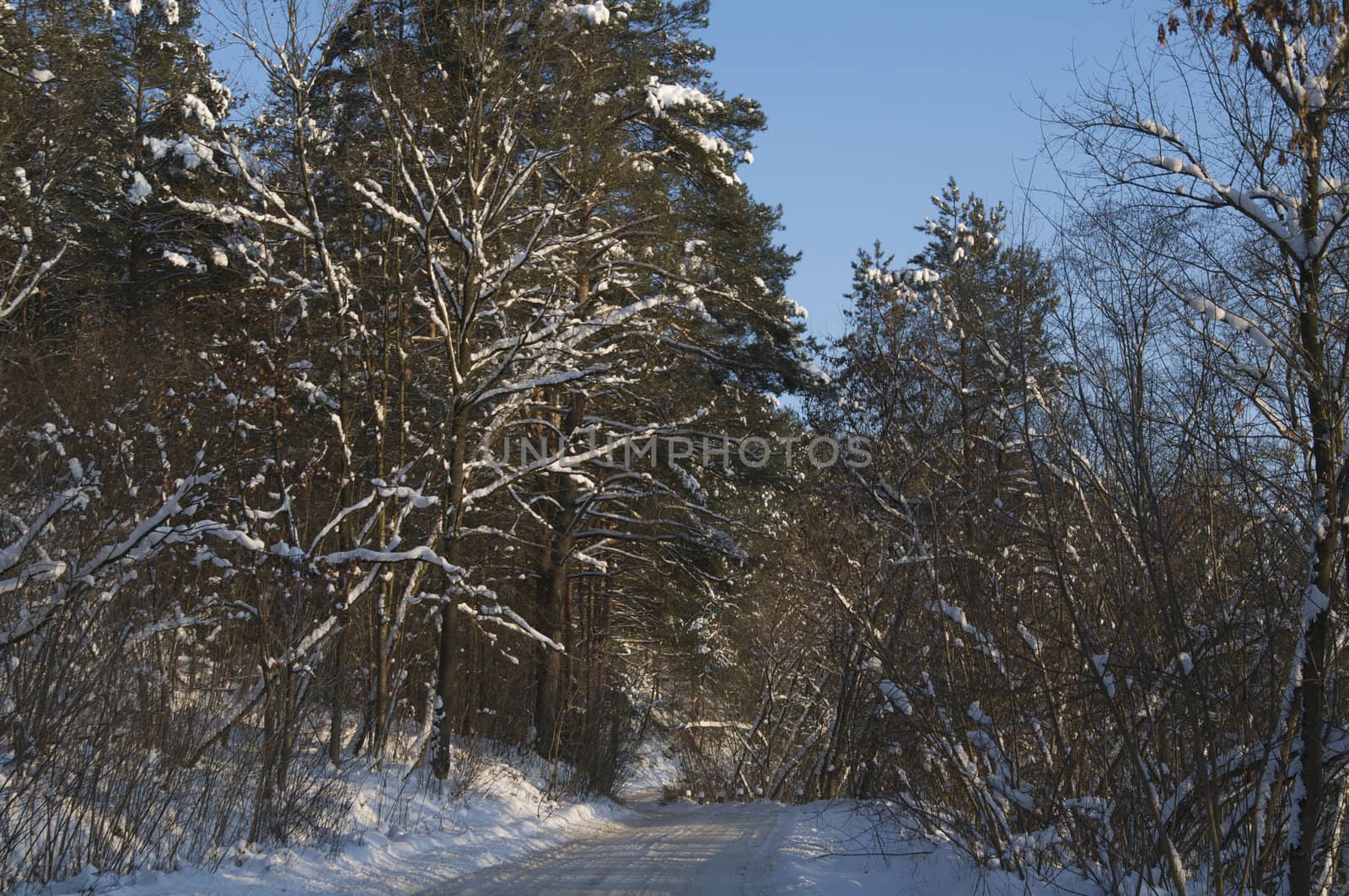 winter forest by sarka