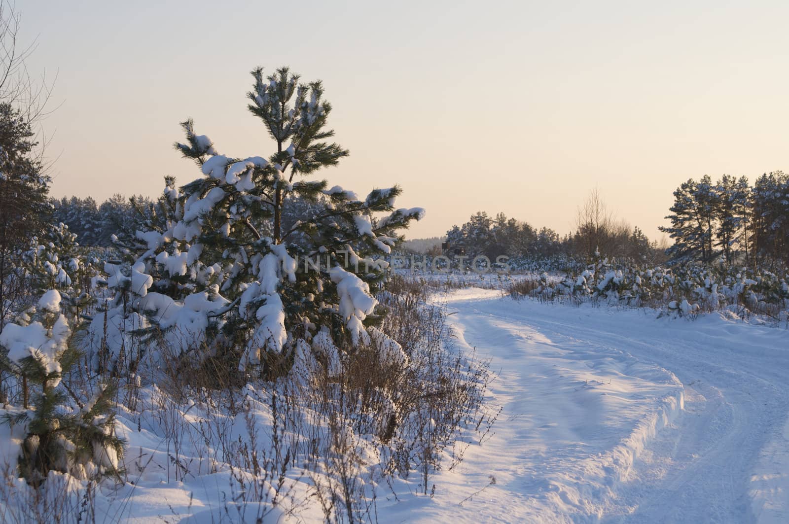 pine tree in snow foret