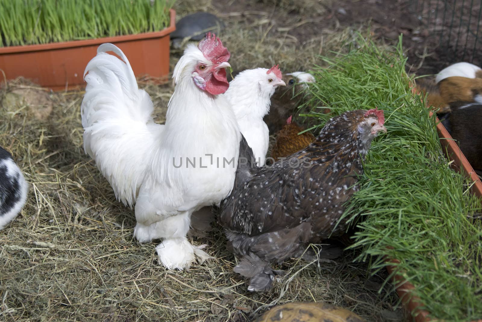 Three color chicken on grass`