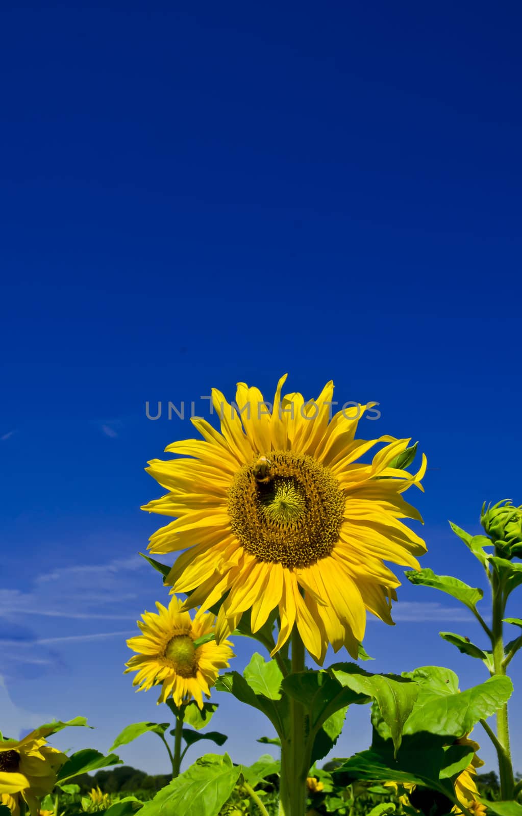 sunflower by Darius.Dzinnik