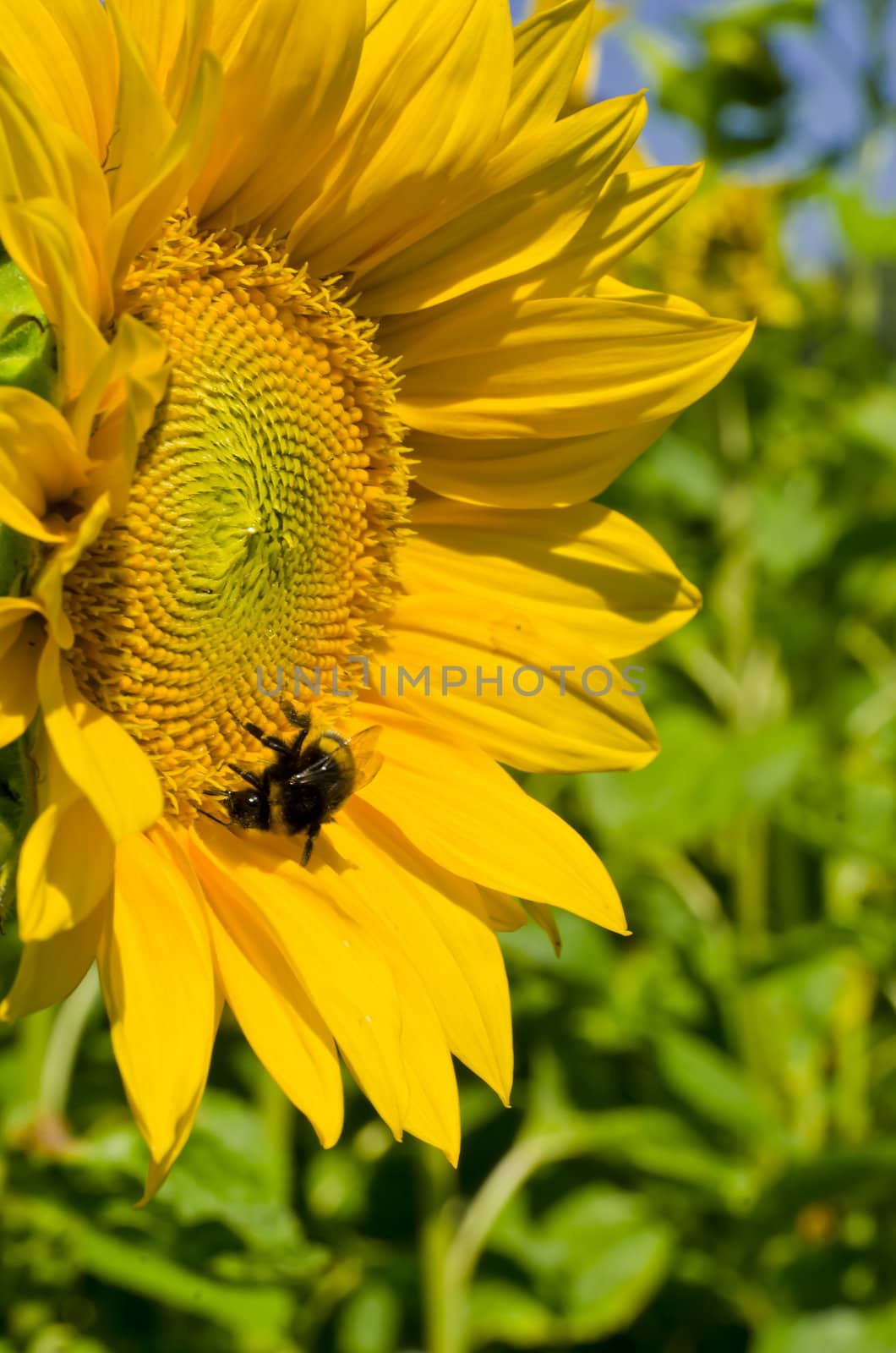 sunflower by Darius.Dzinnik