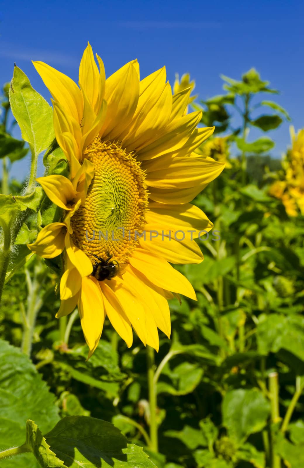 sunflower by Darius.Dzinnik