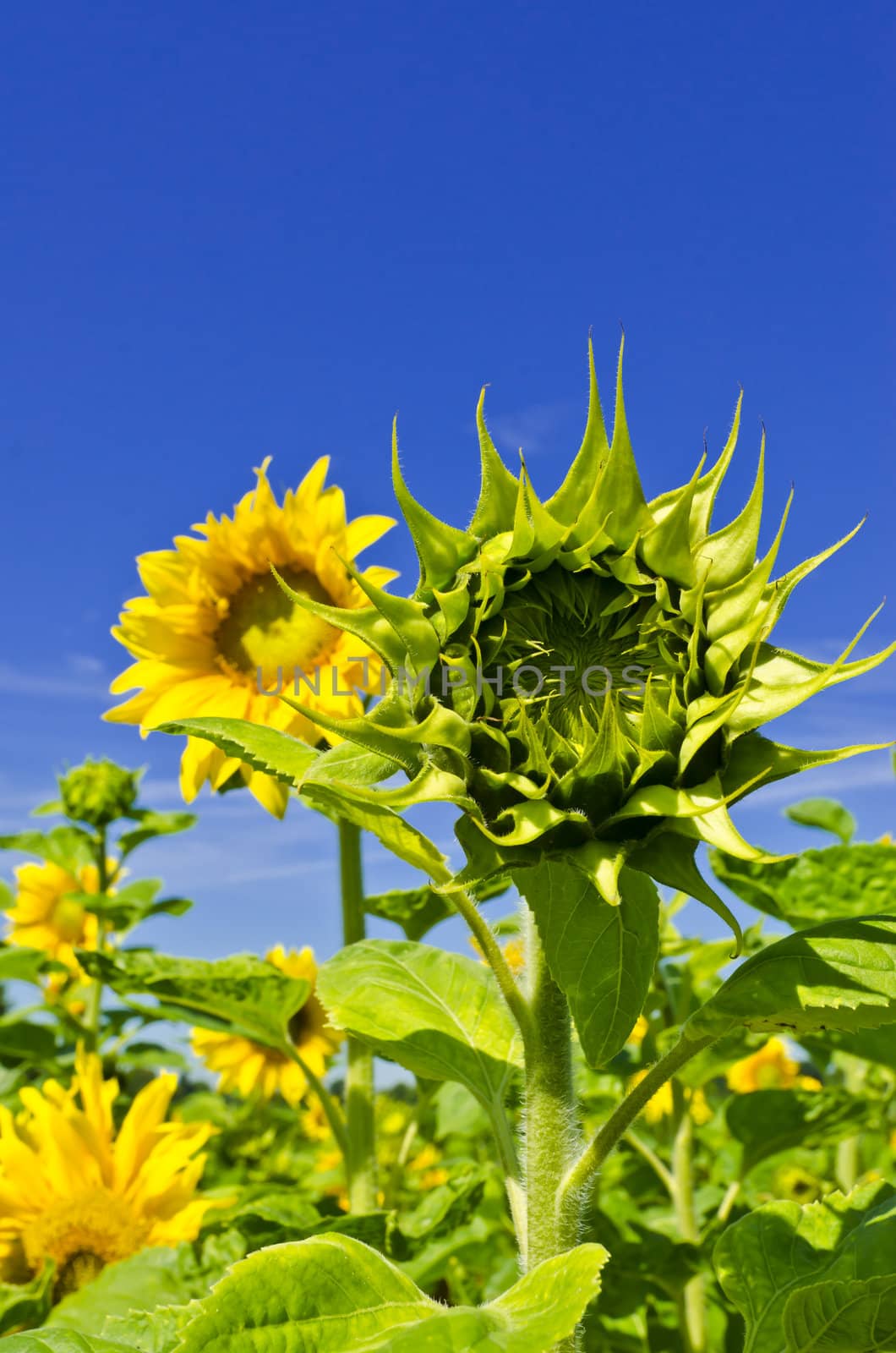 sunflower by Darius.Dzinnik