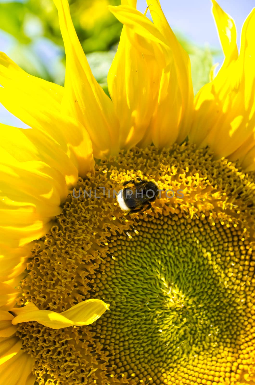 sunflower by Darius.Dzinnik