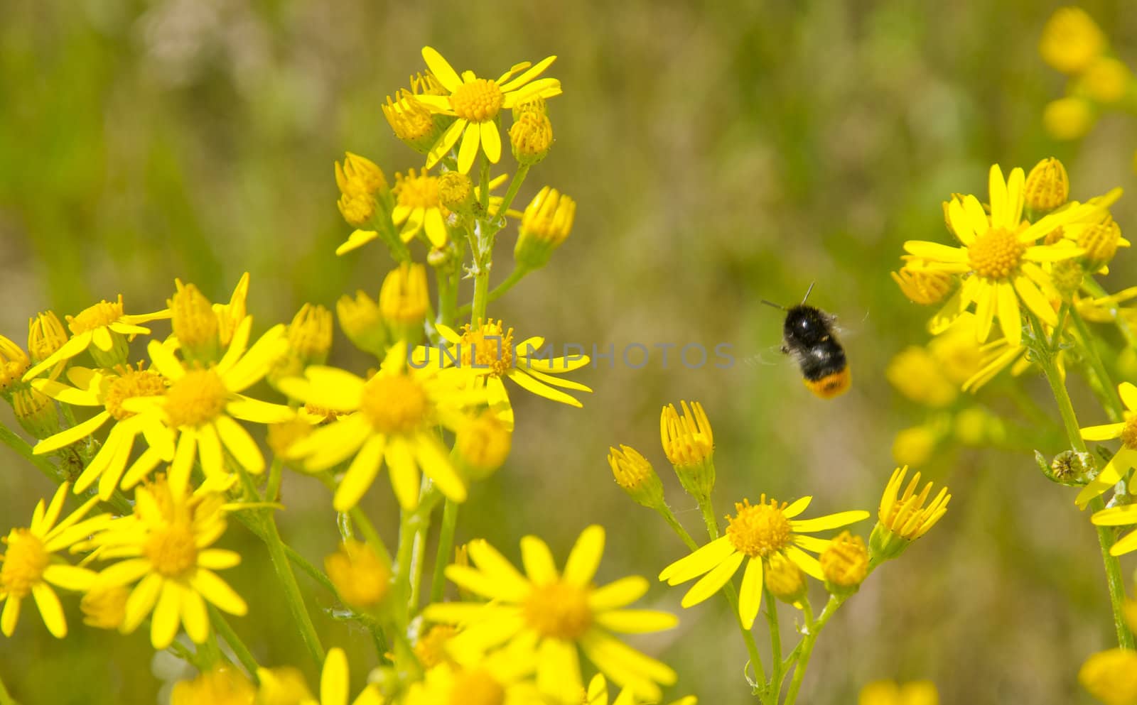 summery meadow with yellow flowers and bumblebee