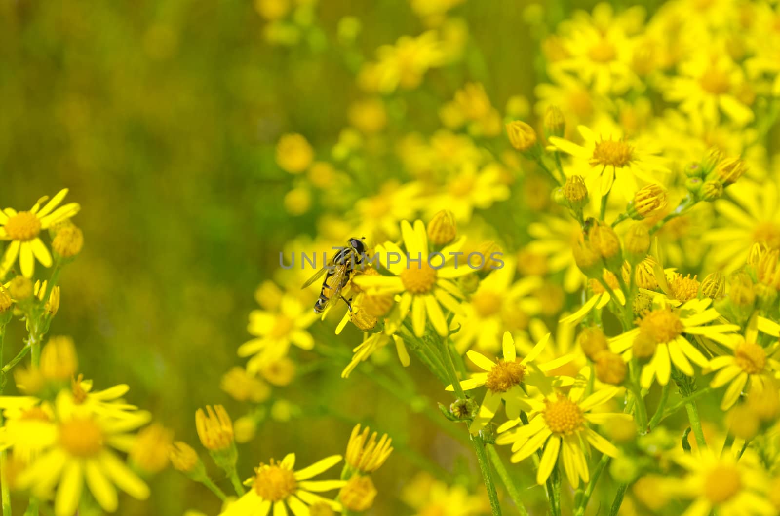 summery meadow with yellow flowers and bumblebee by Darius.Dzinnik