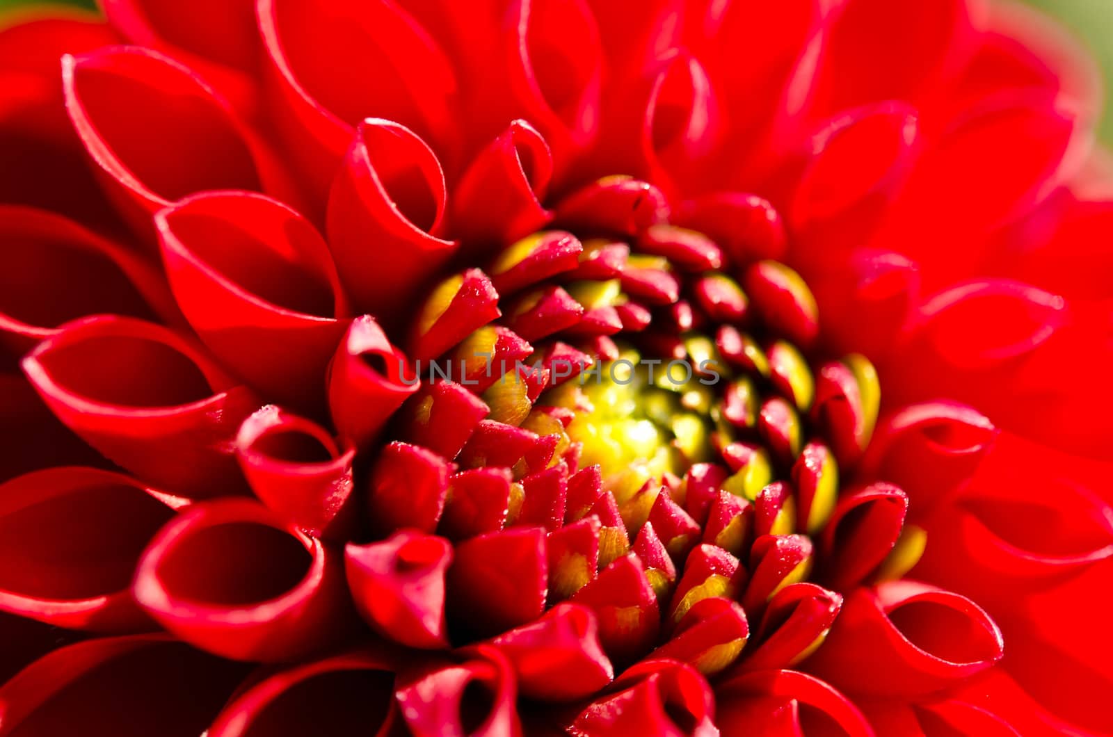 Pompon Dahlia by Darius.Dzinnik