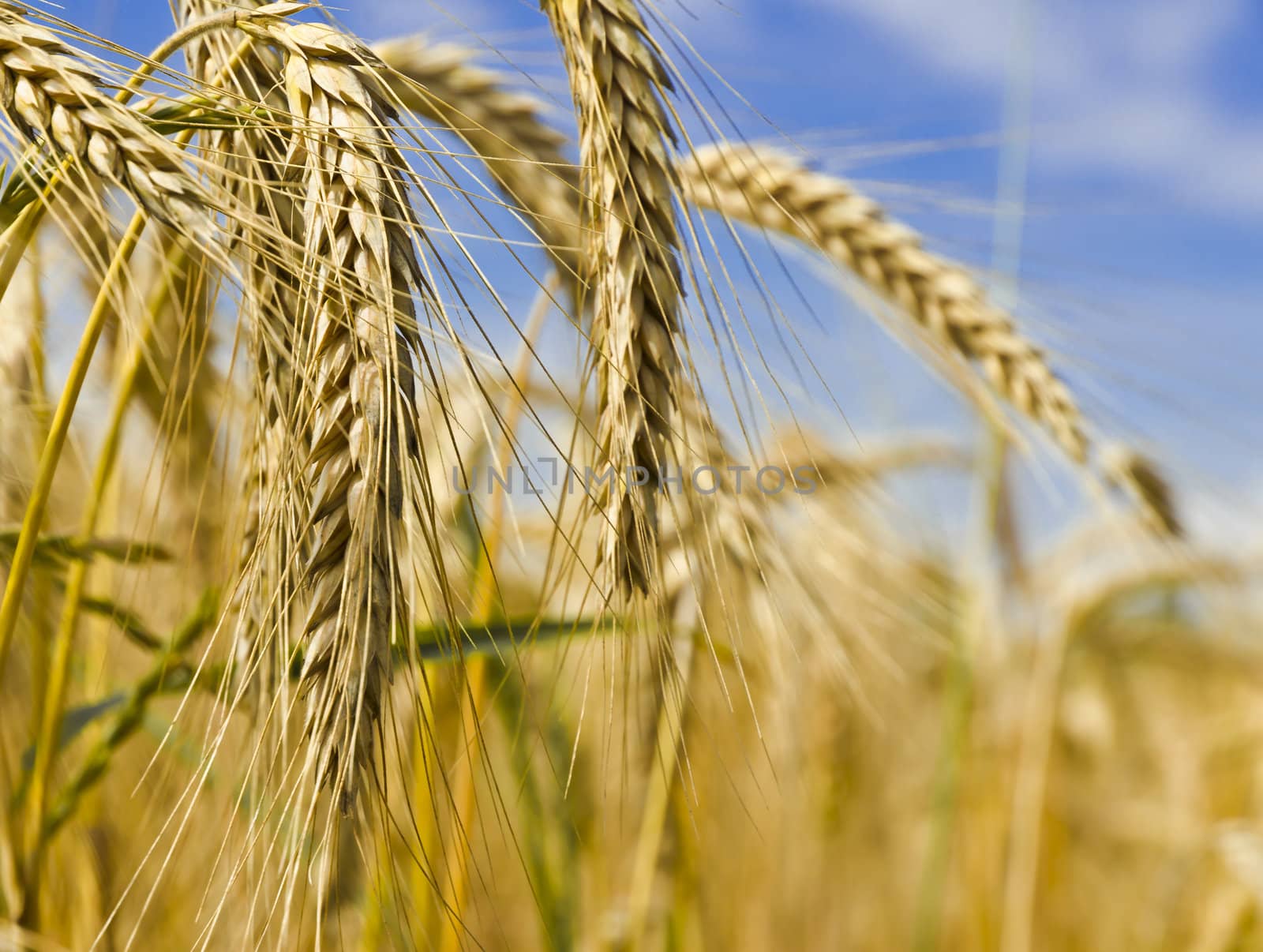 harvest time by Darius.Dzinnik