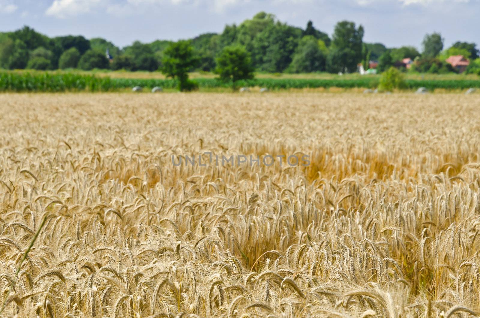 harvest time