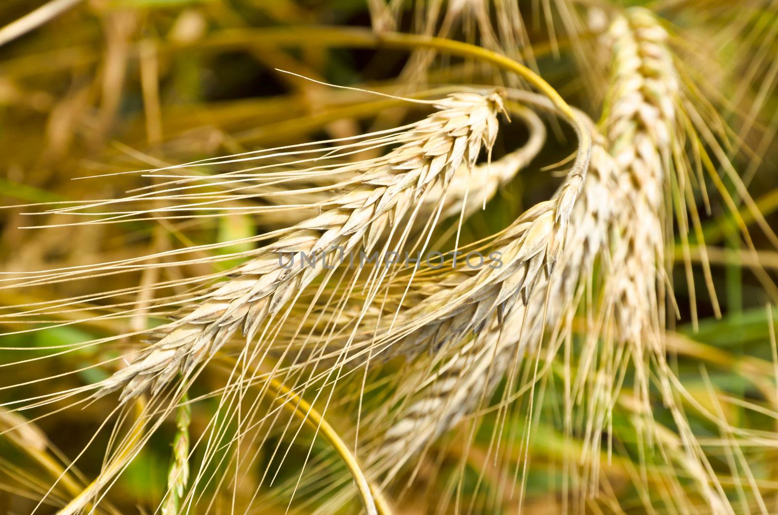 harvest time by Darius.Dzinnik