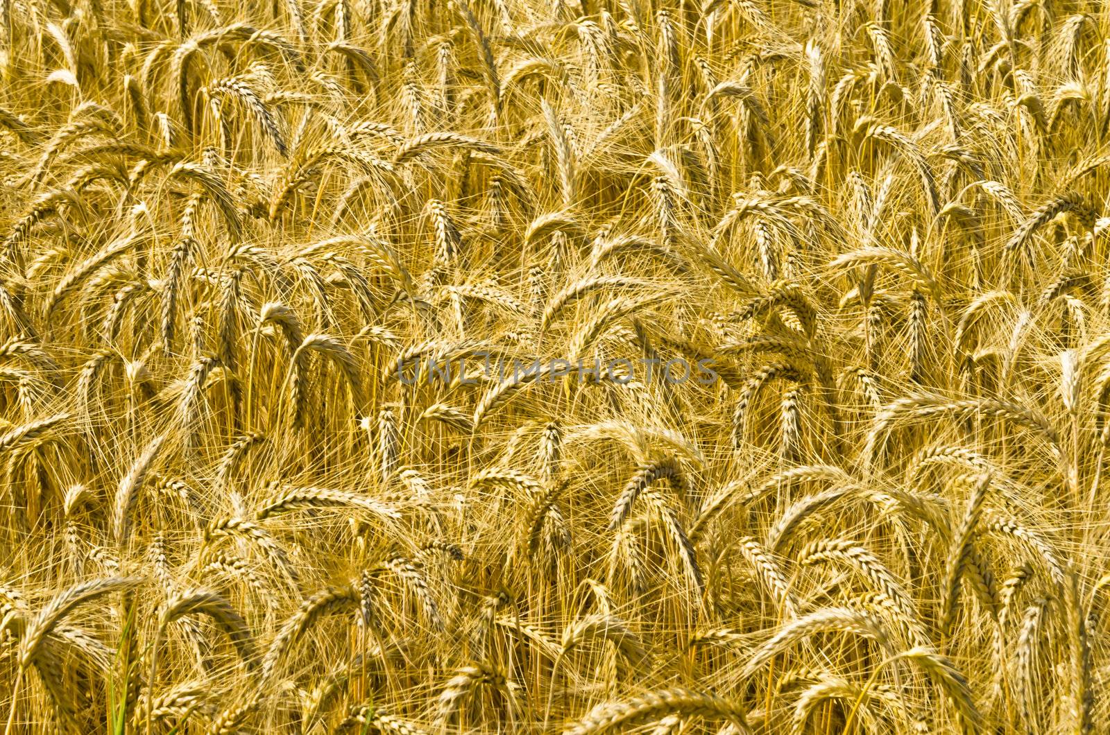 harvest time by Darius.Dzinnik