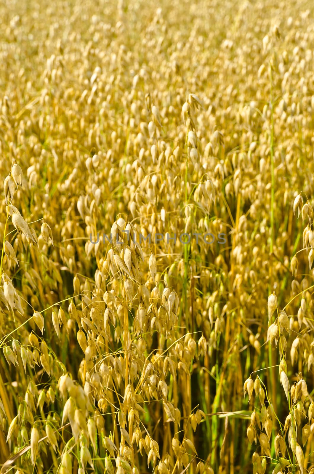 harvest time