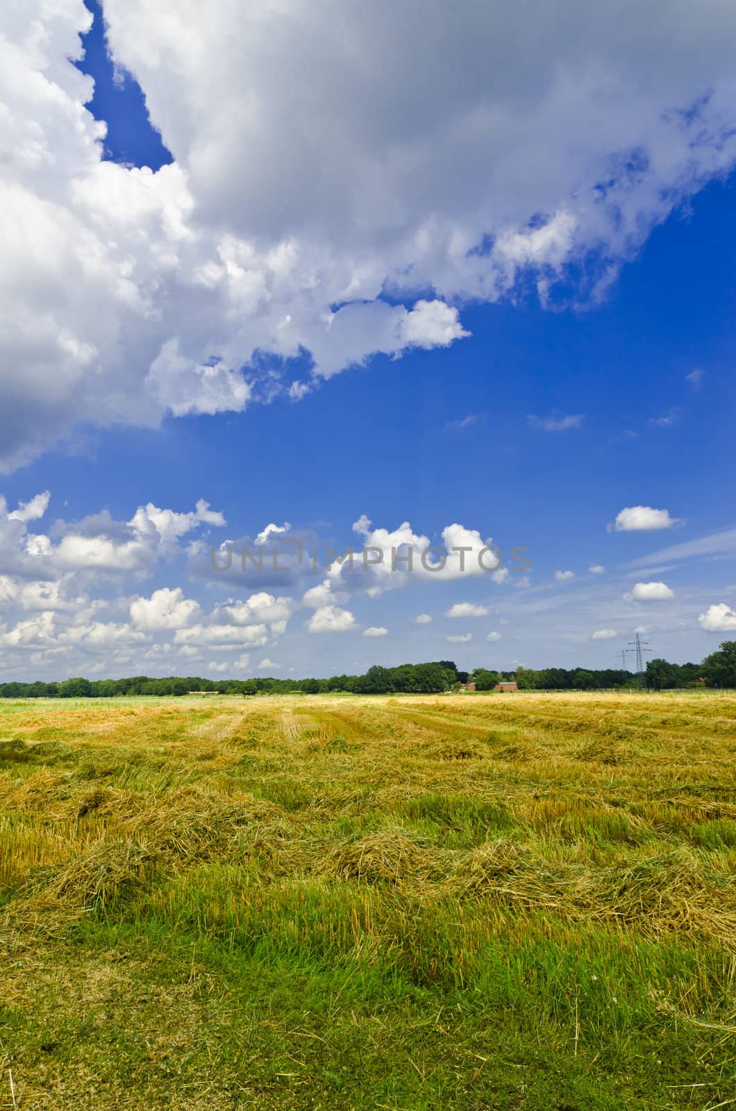 harvest time by Darius.Dzinnik