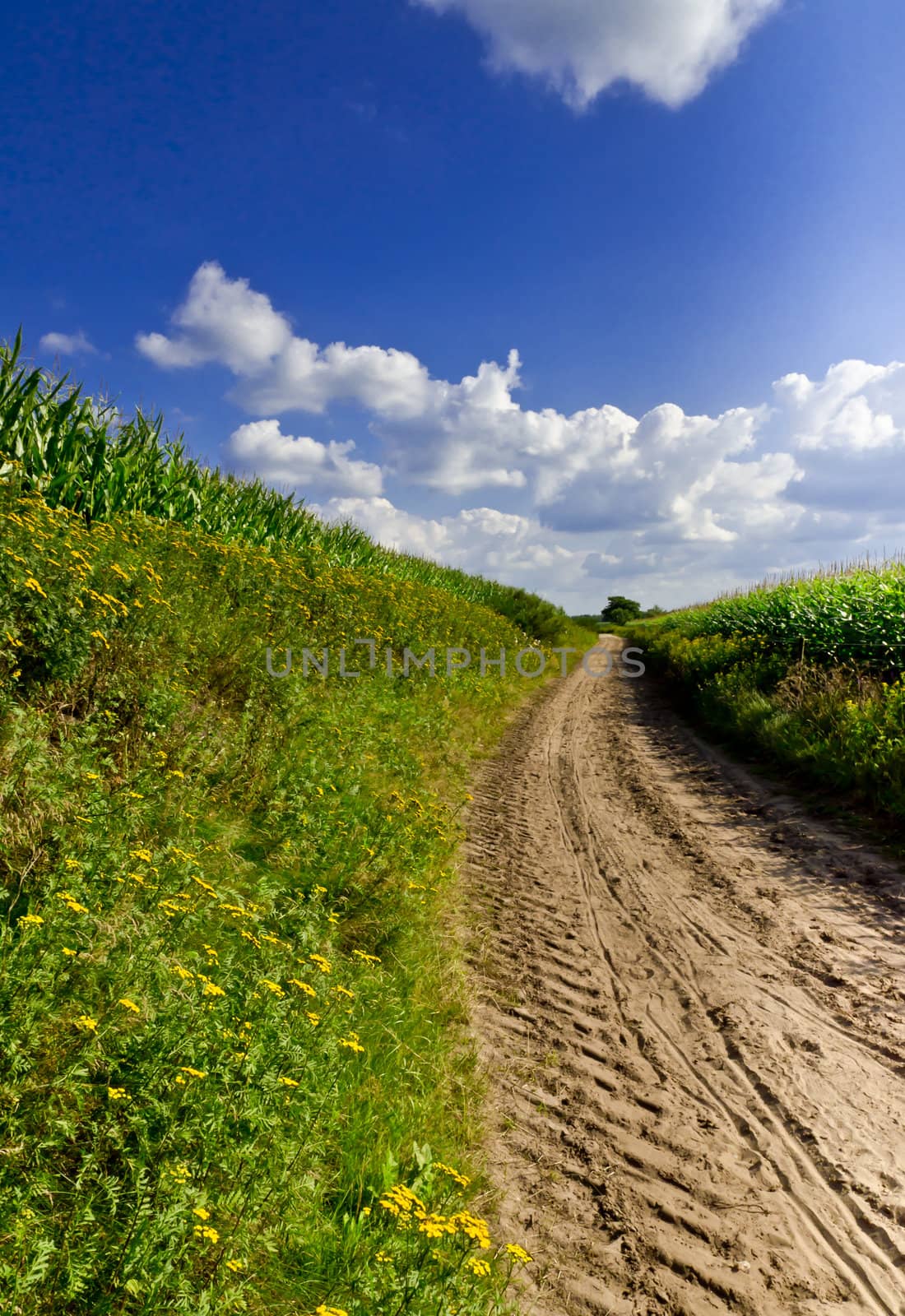 harvest time by Darius.Dzinnik