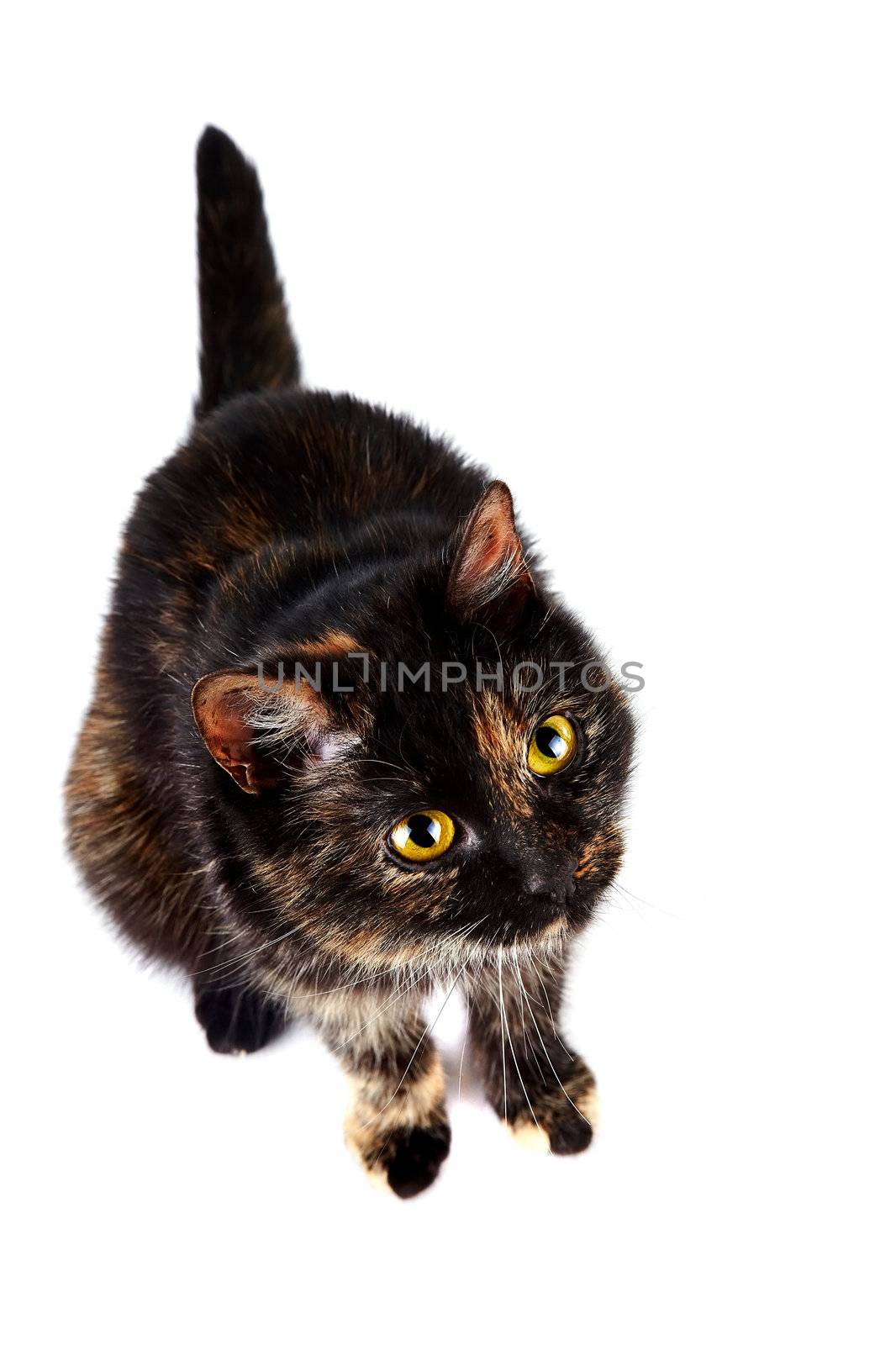 The cat sits on a white background