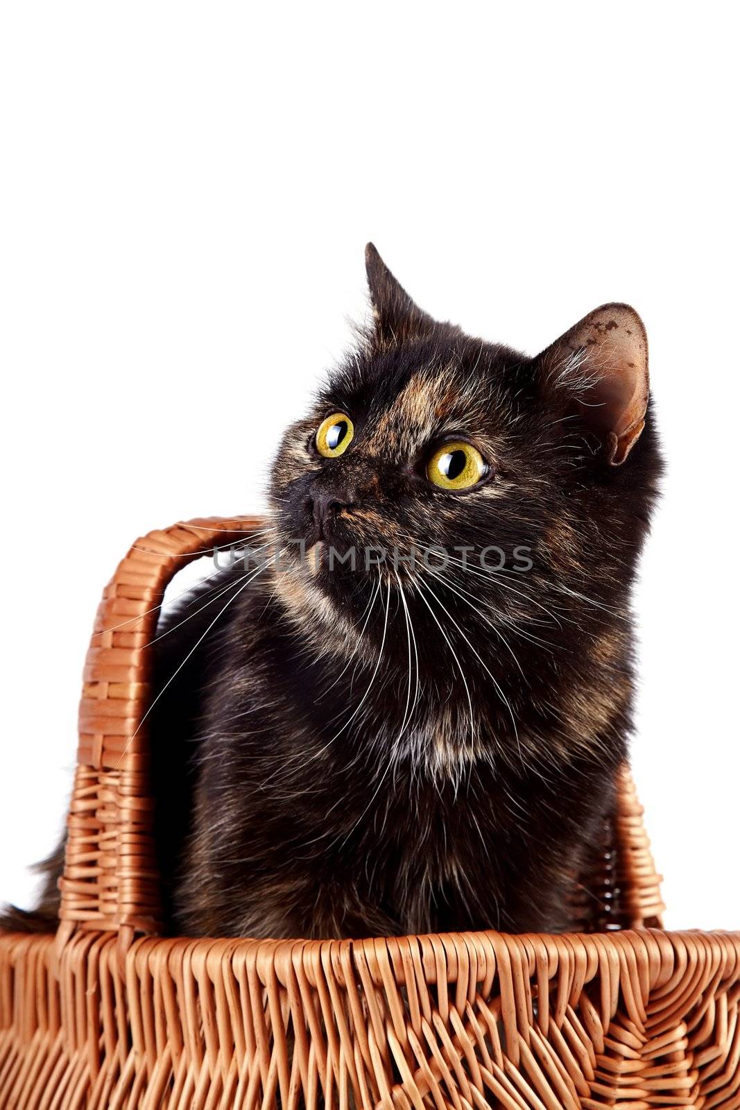 Portrait a cat in a wattled basket on a white background