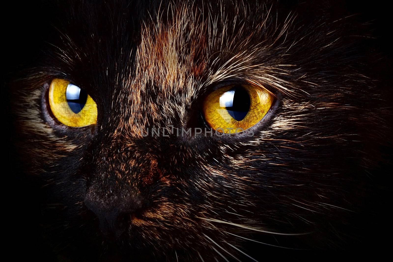 Beautiful yellow cat's eyes