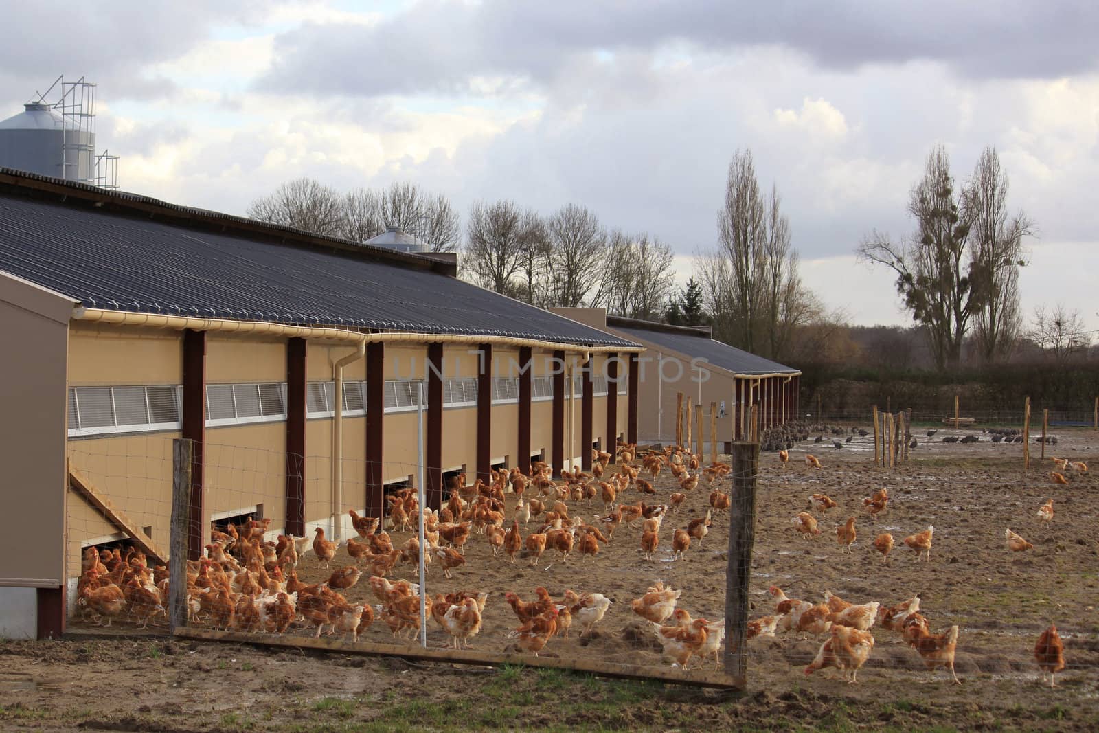 an organic farm chickens and hens raised outdoors