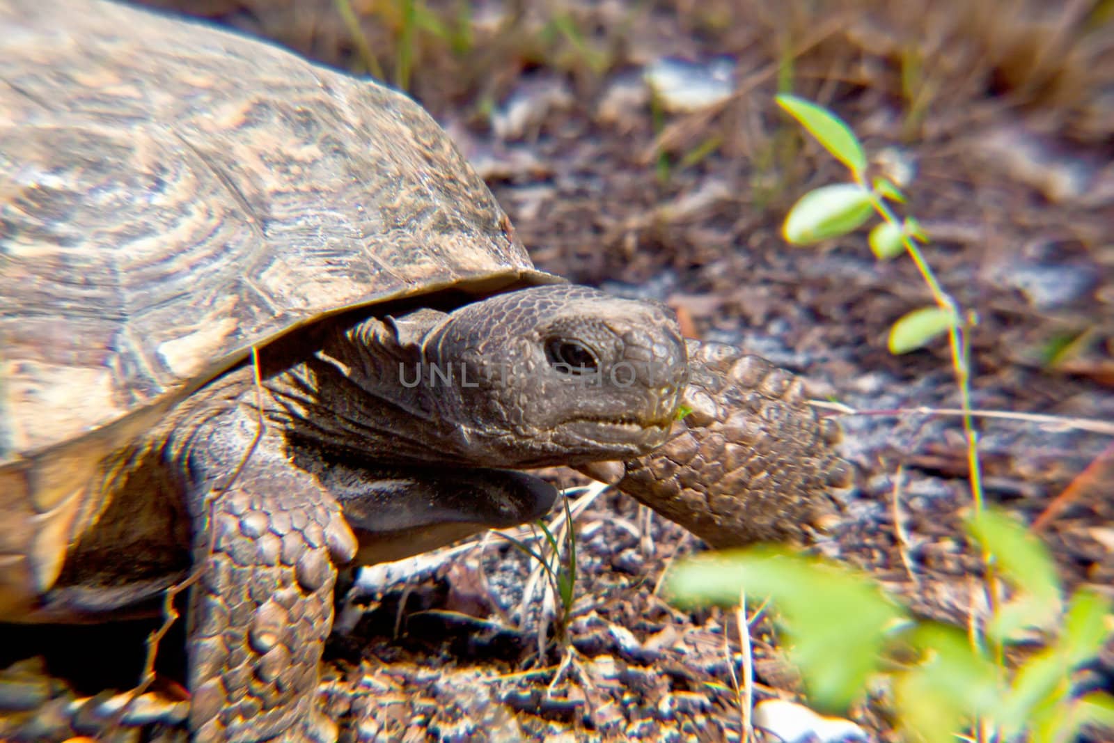 close up of a turtle;s head on the ground walking 