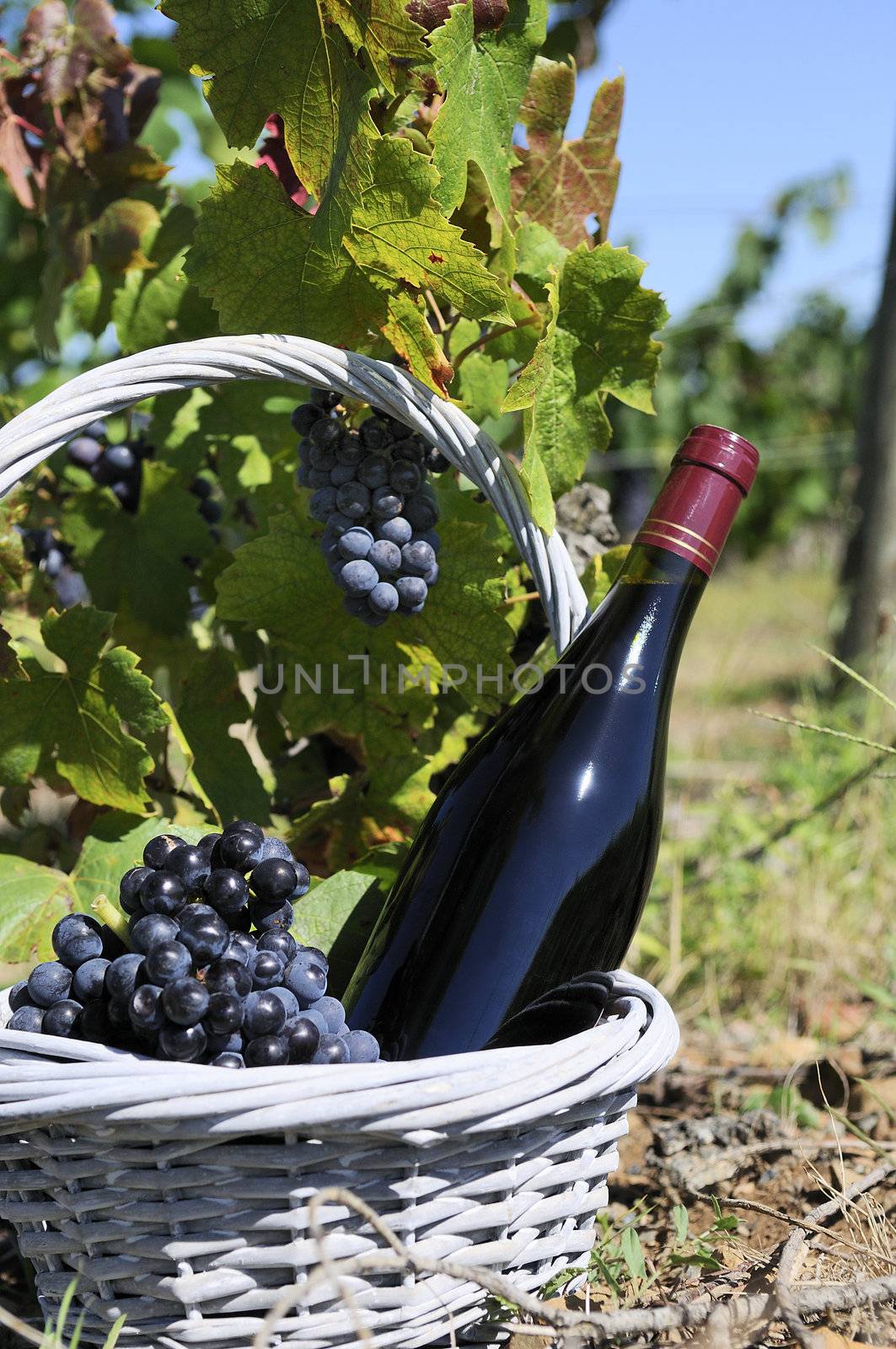 Bottle of red wine in a basket of reasons at the foot of a vine