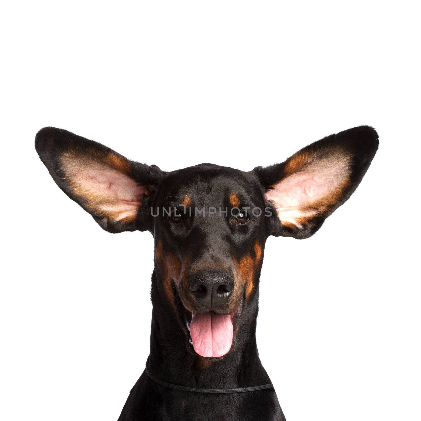 Cute ears of dobermann dog isolated on white