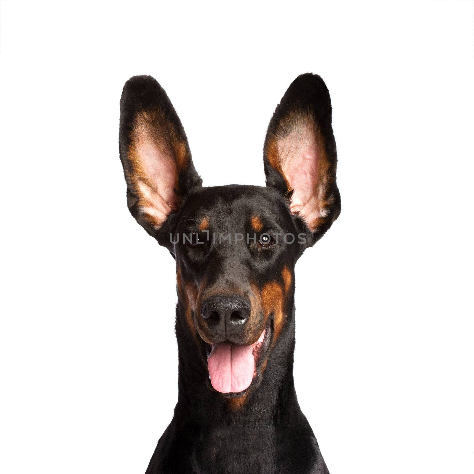 Cute ears of dobermann dog isolated on white by gsdonlin