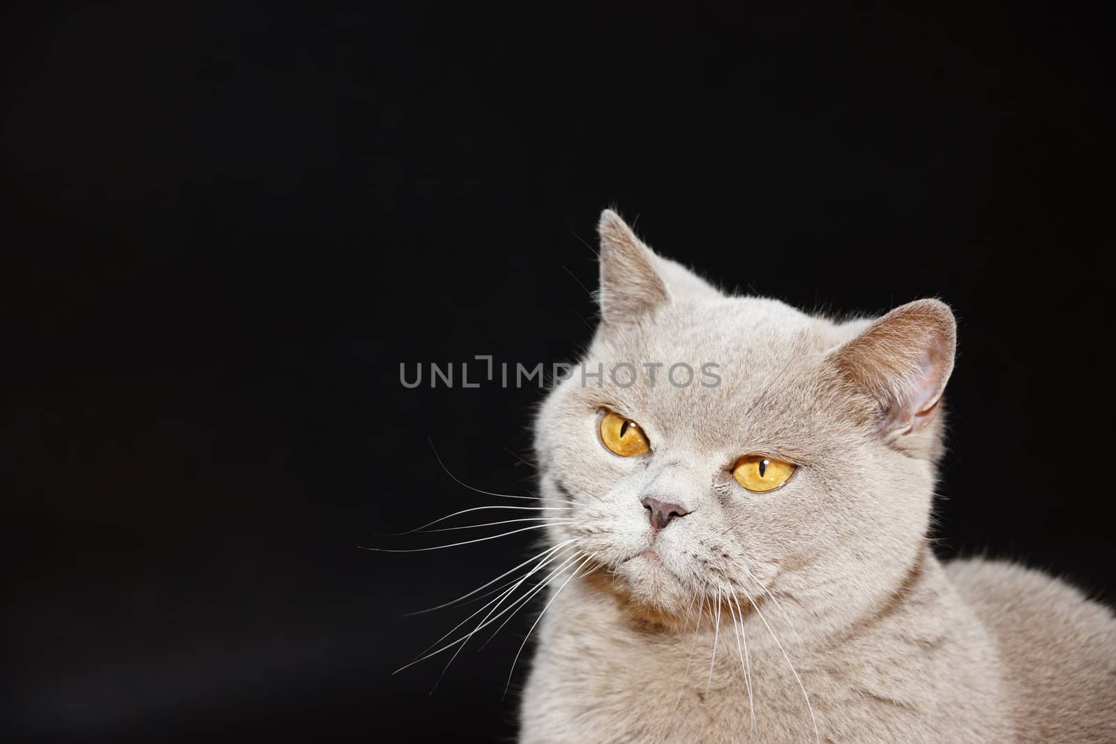 British cat on a black background with a funny and curious eyes