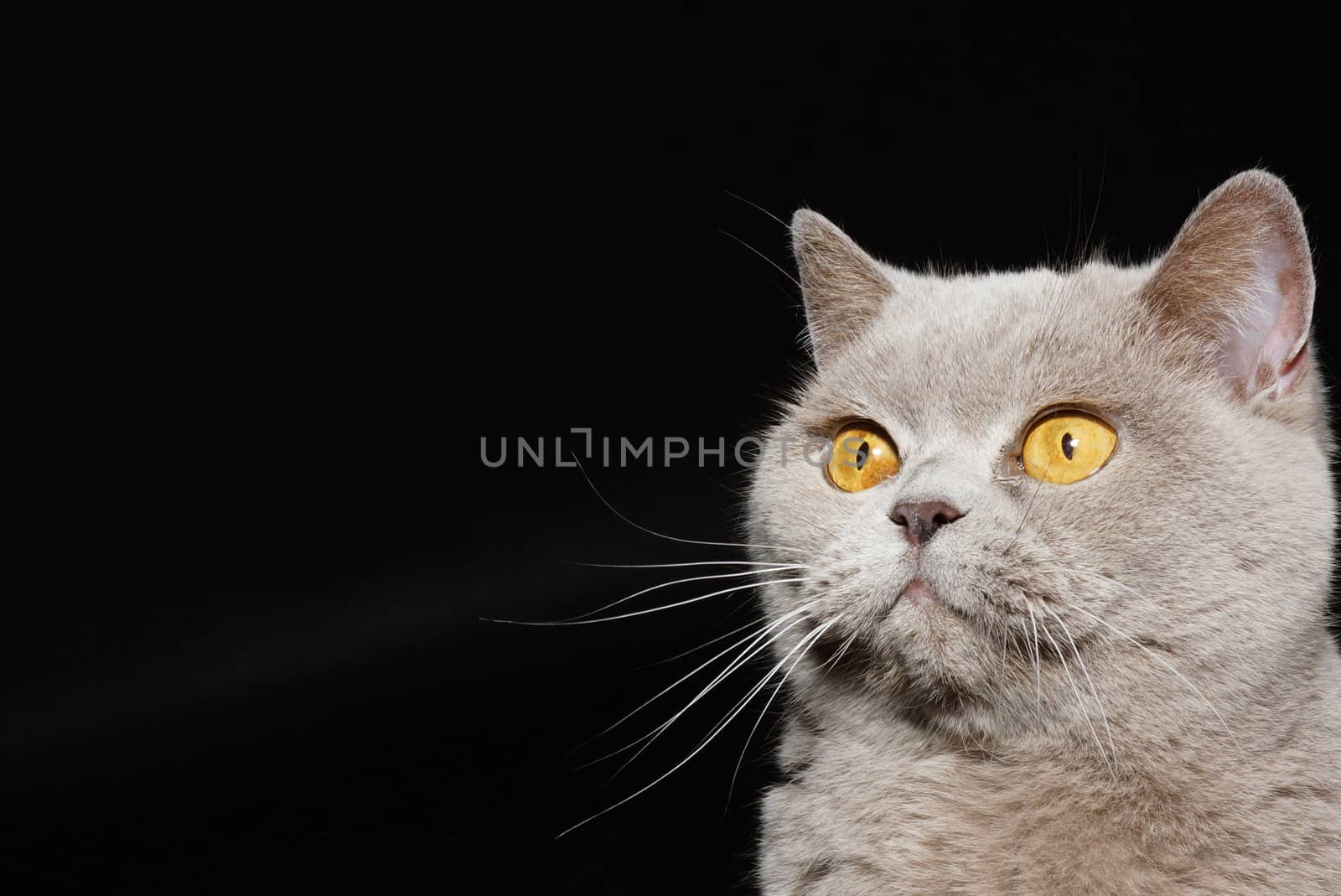 British cat on a black background with a funny and curious eyes