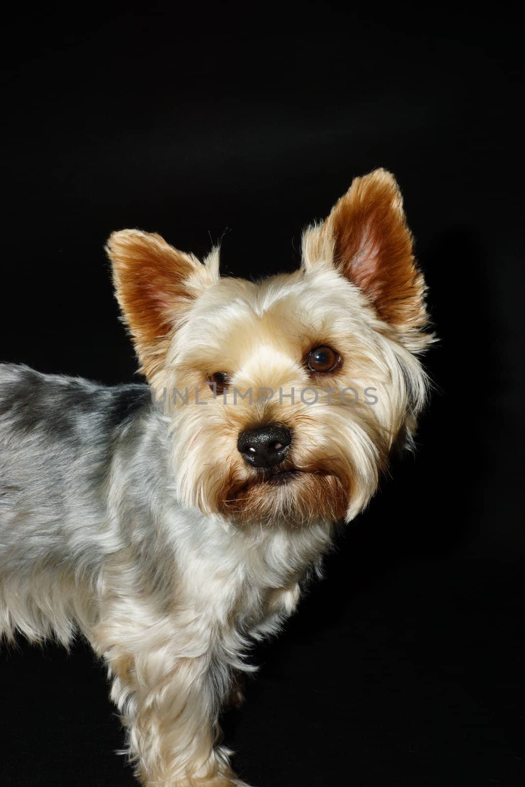 A dog (Yorkshire terrier) on a black background with a funny and curious eyes