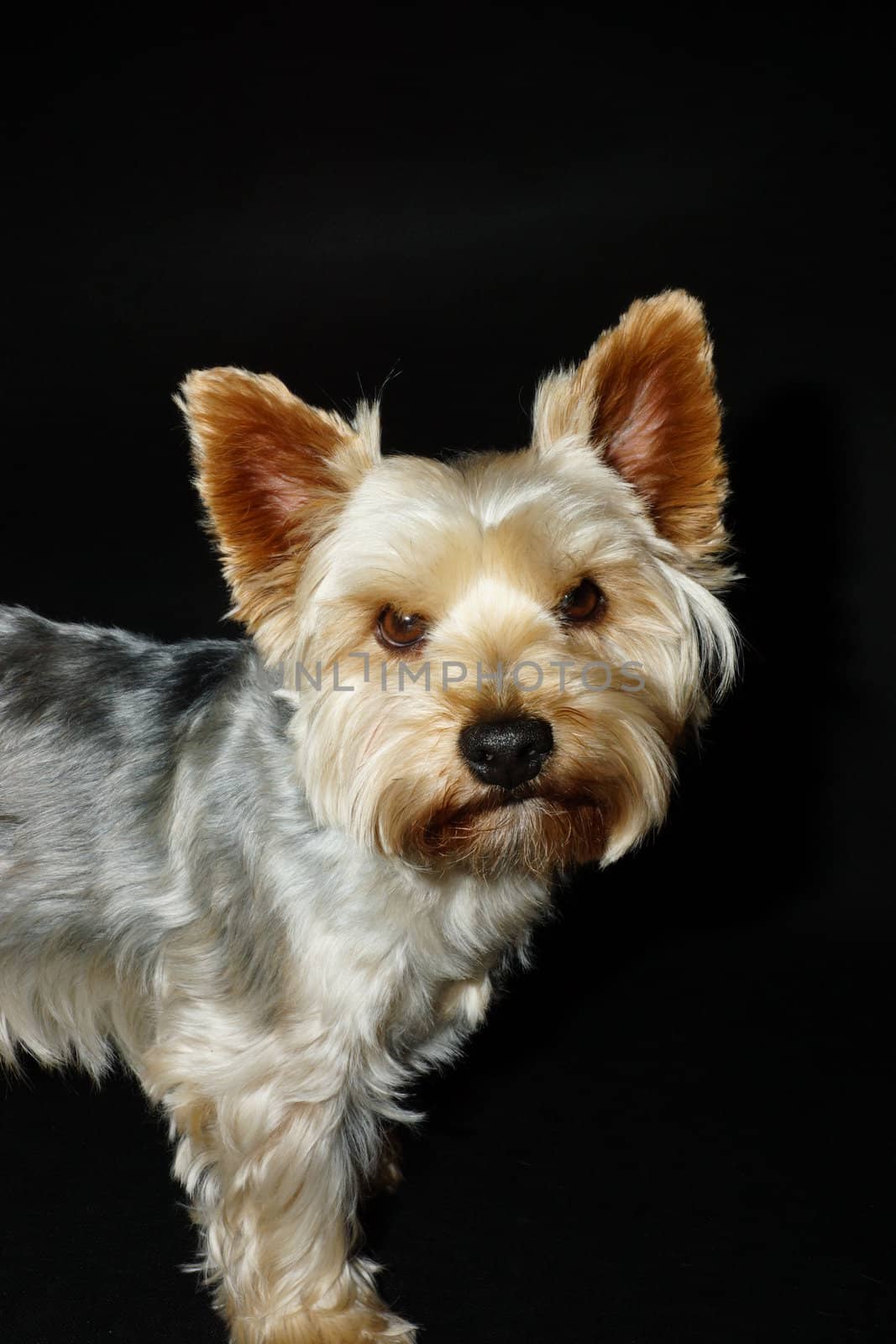 A dog (Yorkshire terrier) on a black background with a funny and curious eyes