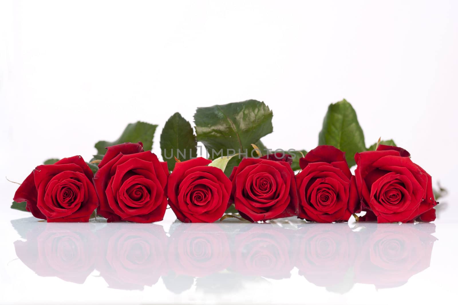 Line of red roses by wen777