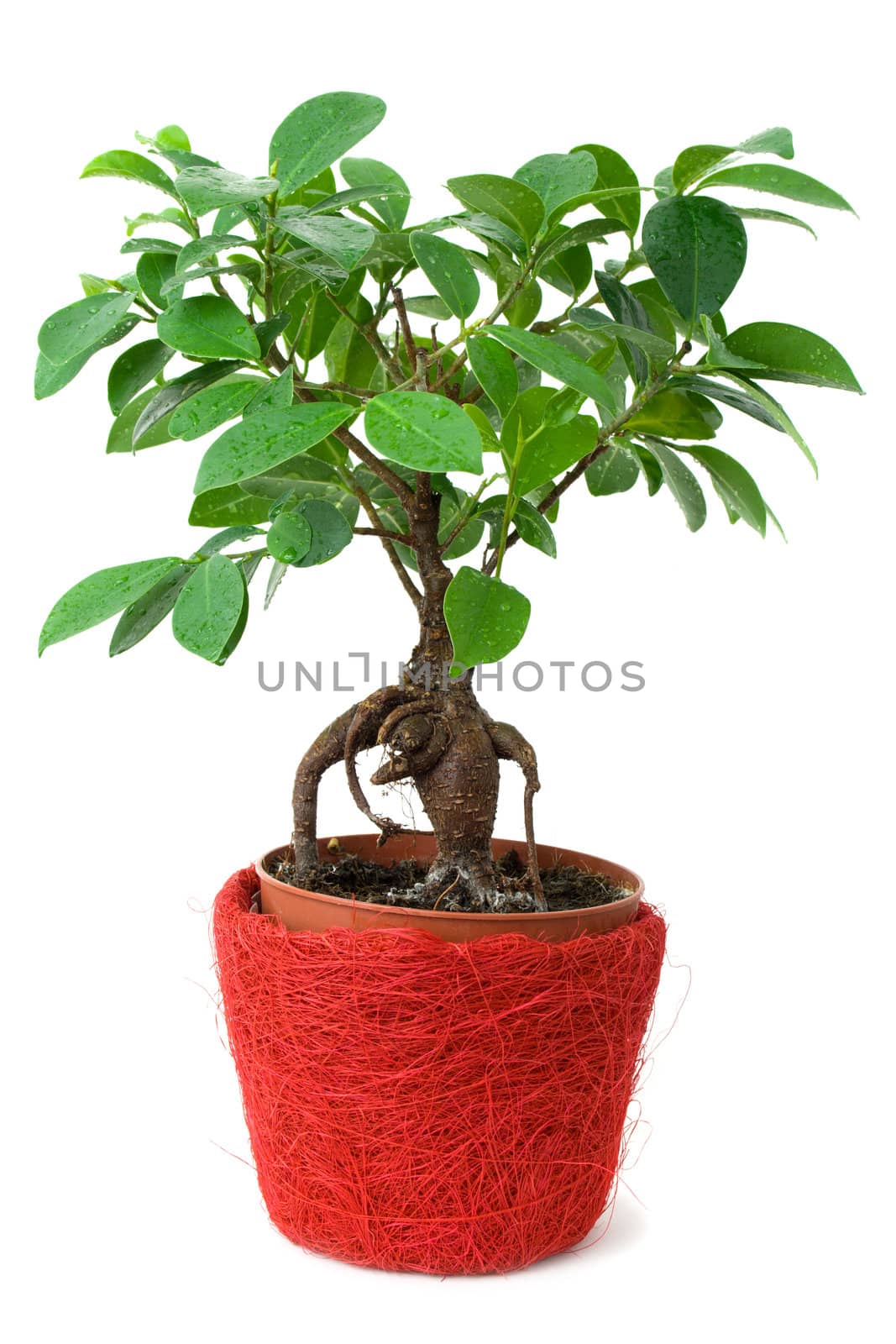 Ficus in a red-brown pot isolated on white by Nickondr
