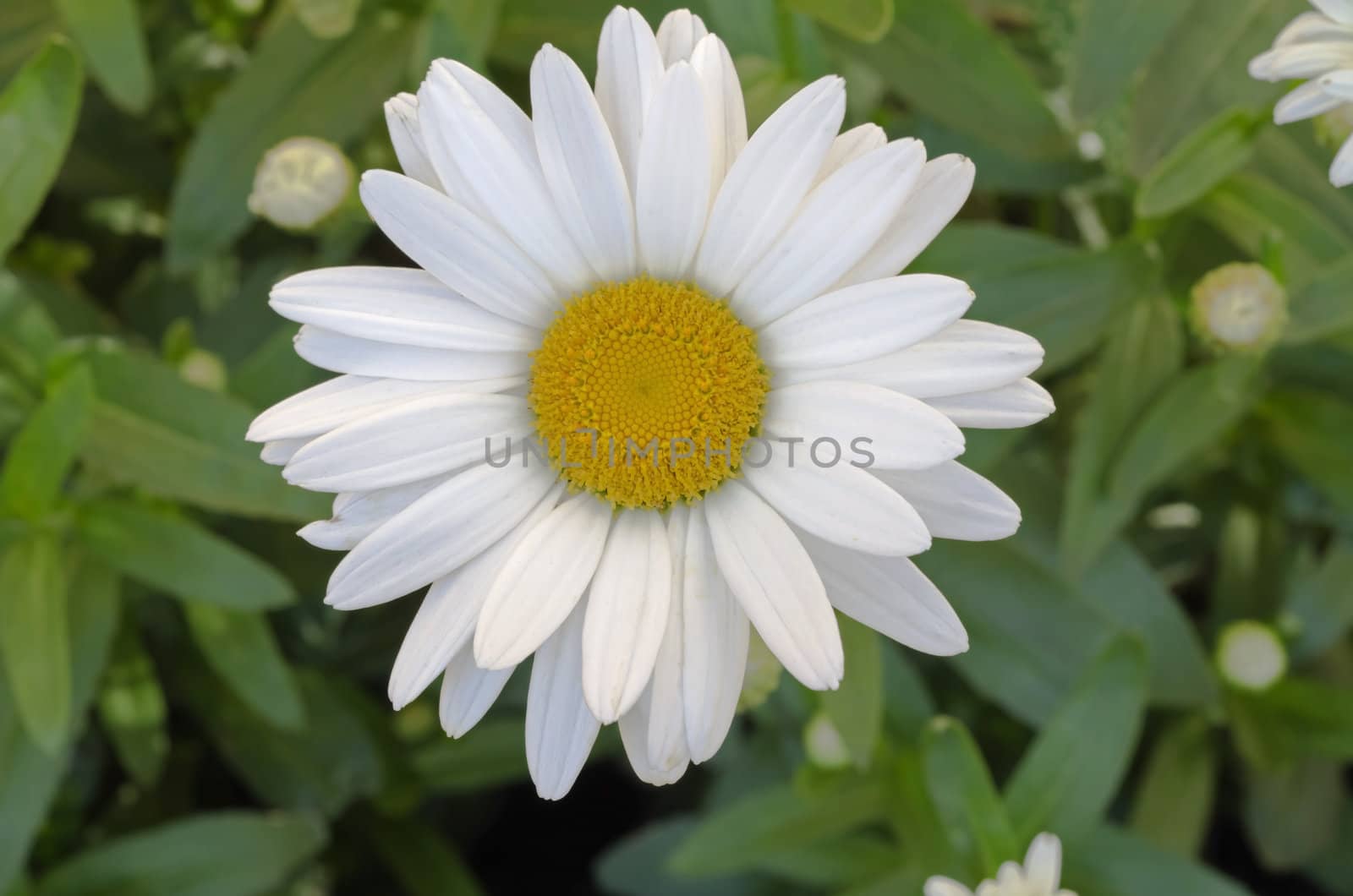 African daisy (osteospermum) under snow in spring time