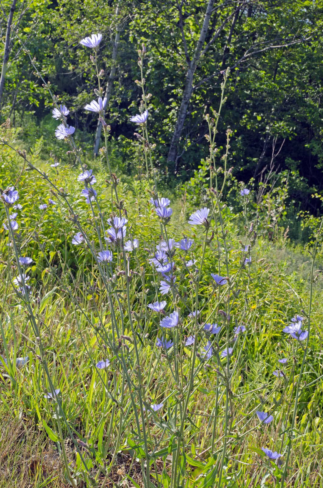 Flowers of common chicory. A lot of blue flowers.