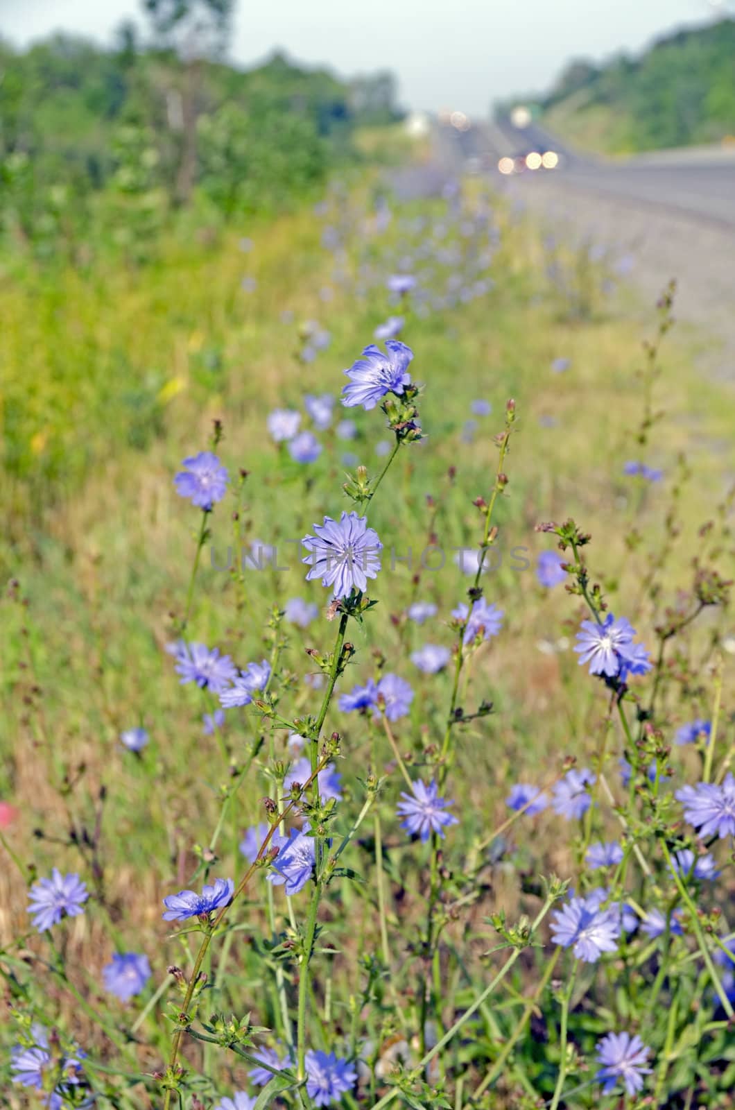Flowers of common chicory. A lot of blue flowers.