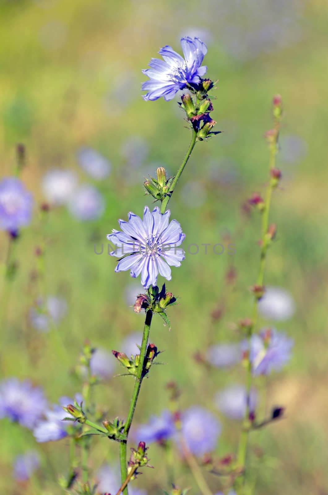 Flowers of common chicory. A lot of blue flowers.