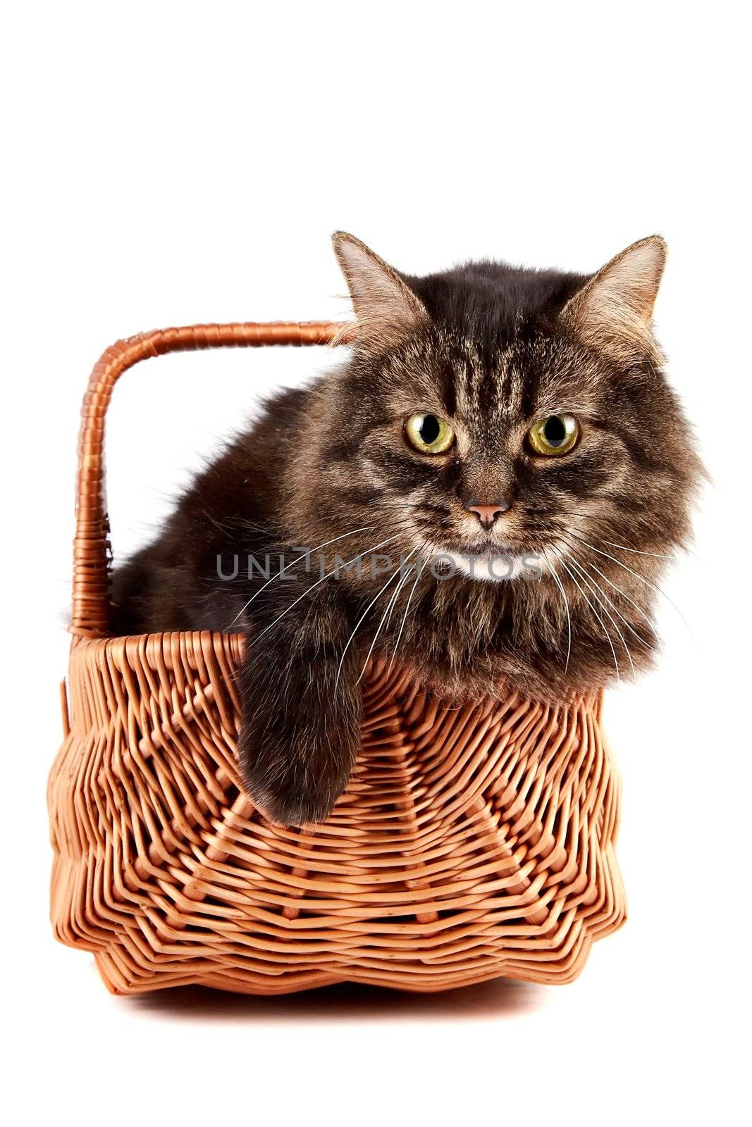 Portrait a fluffy cat in a wattled basket by Azaliya