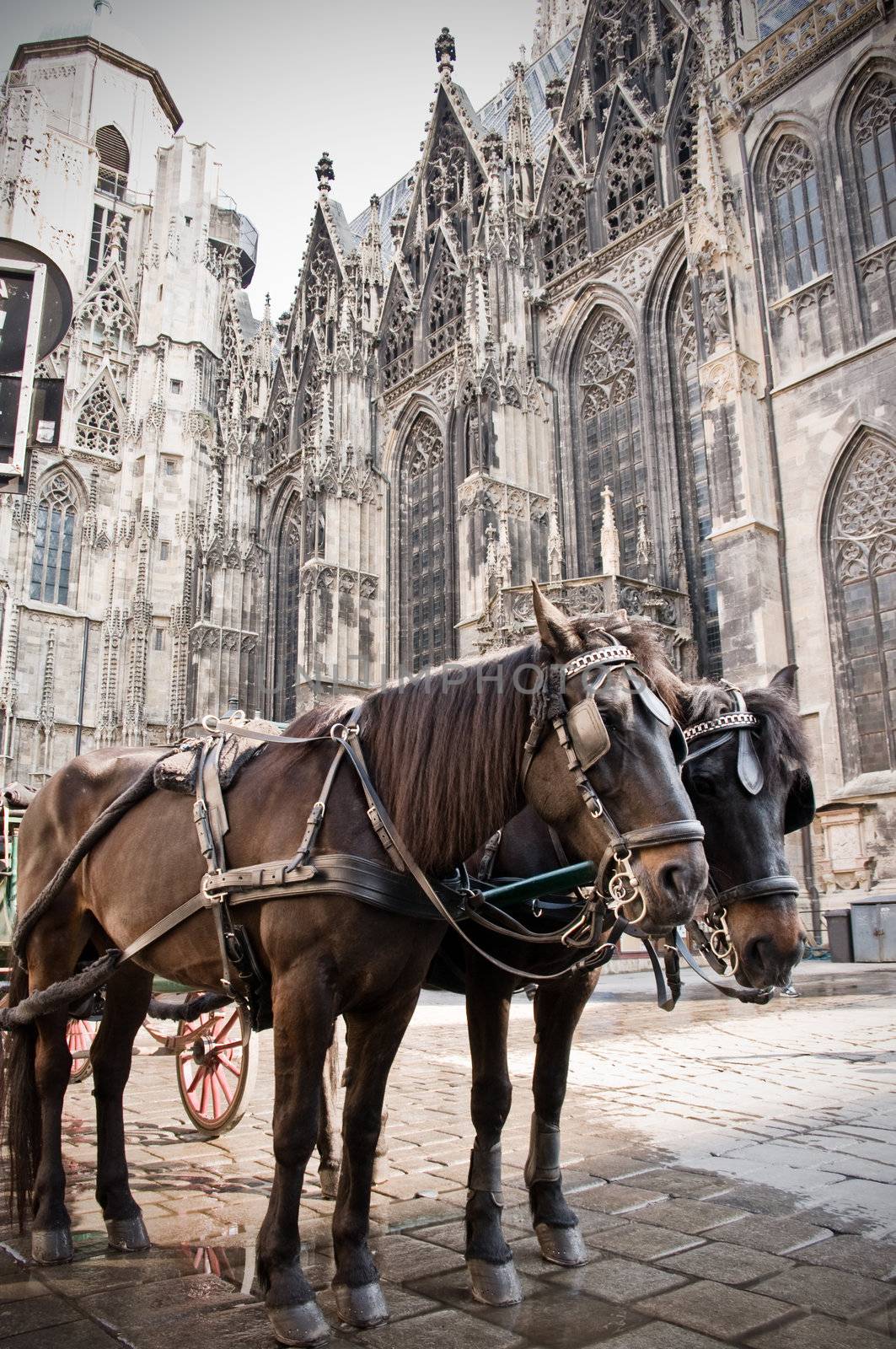 Coach on front of the Stephansdom, a familiar Church in Vienna.