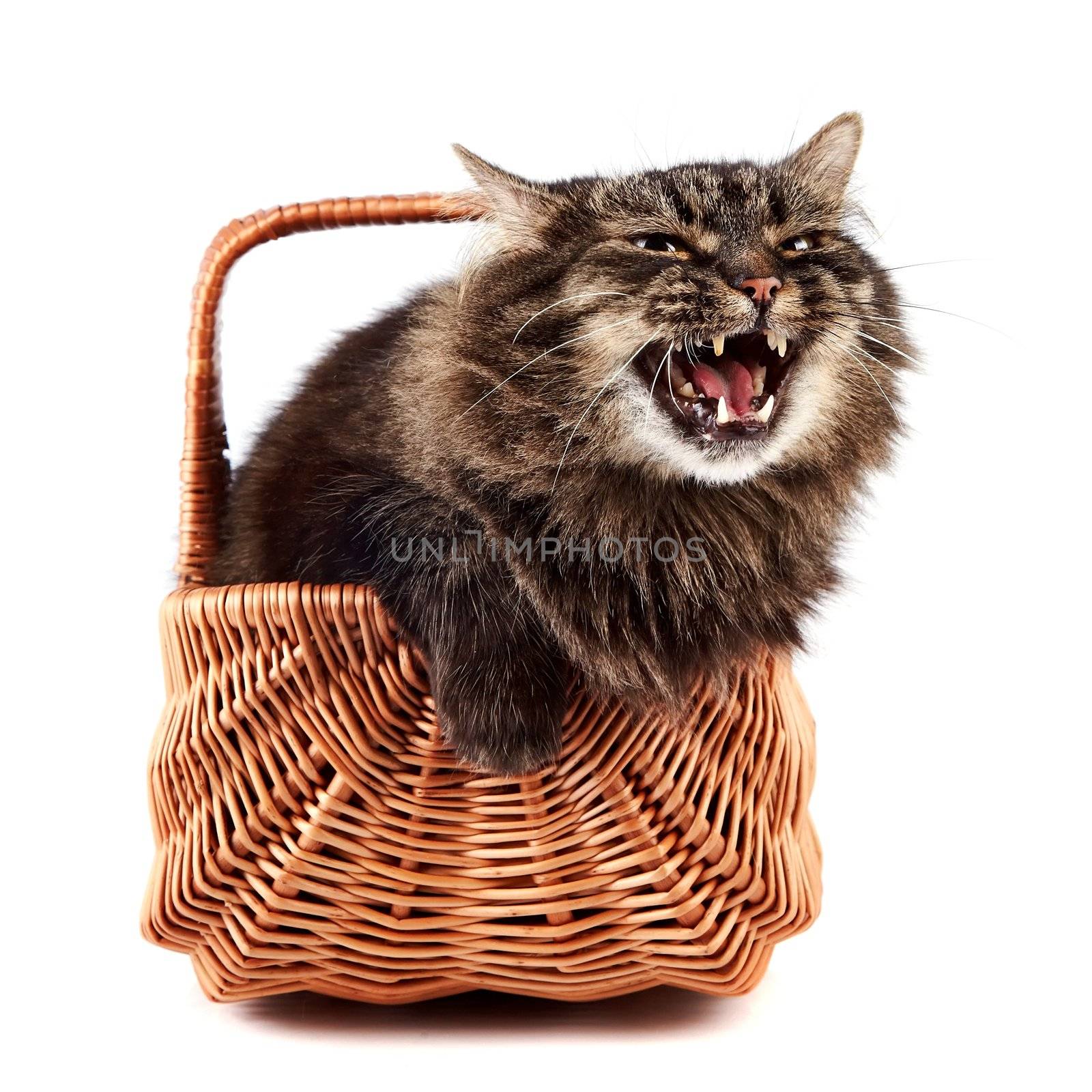 Mewing a fluffy cat in a wattled basket on a white background