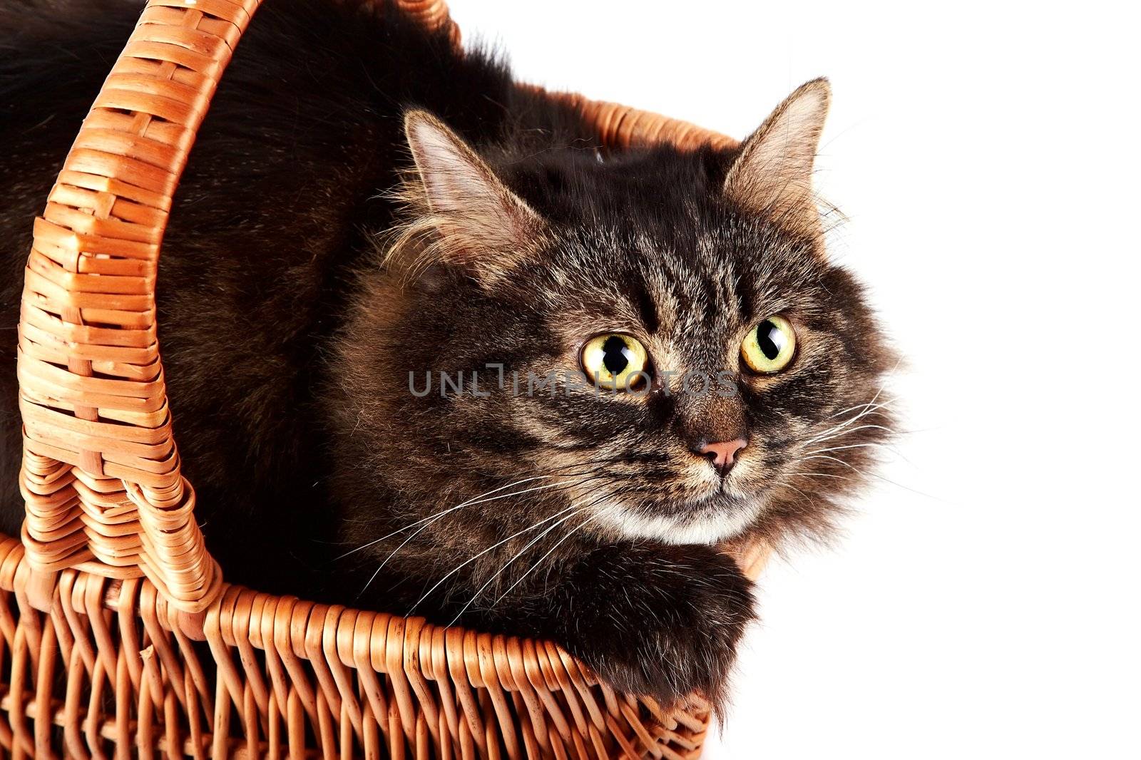 Portrait of a striped fluffy cat in a basket on a white background