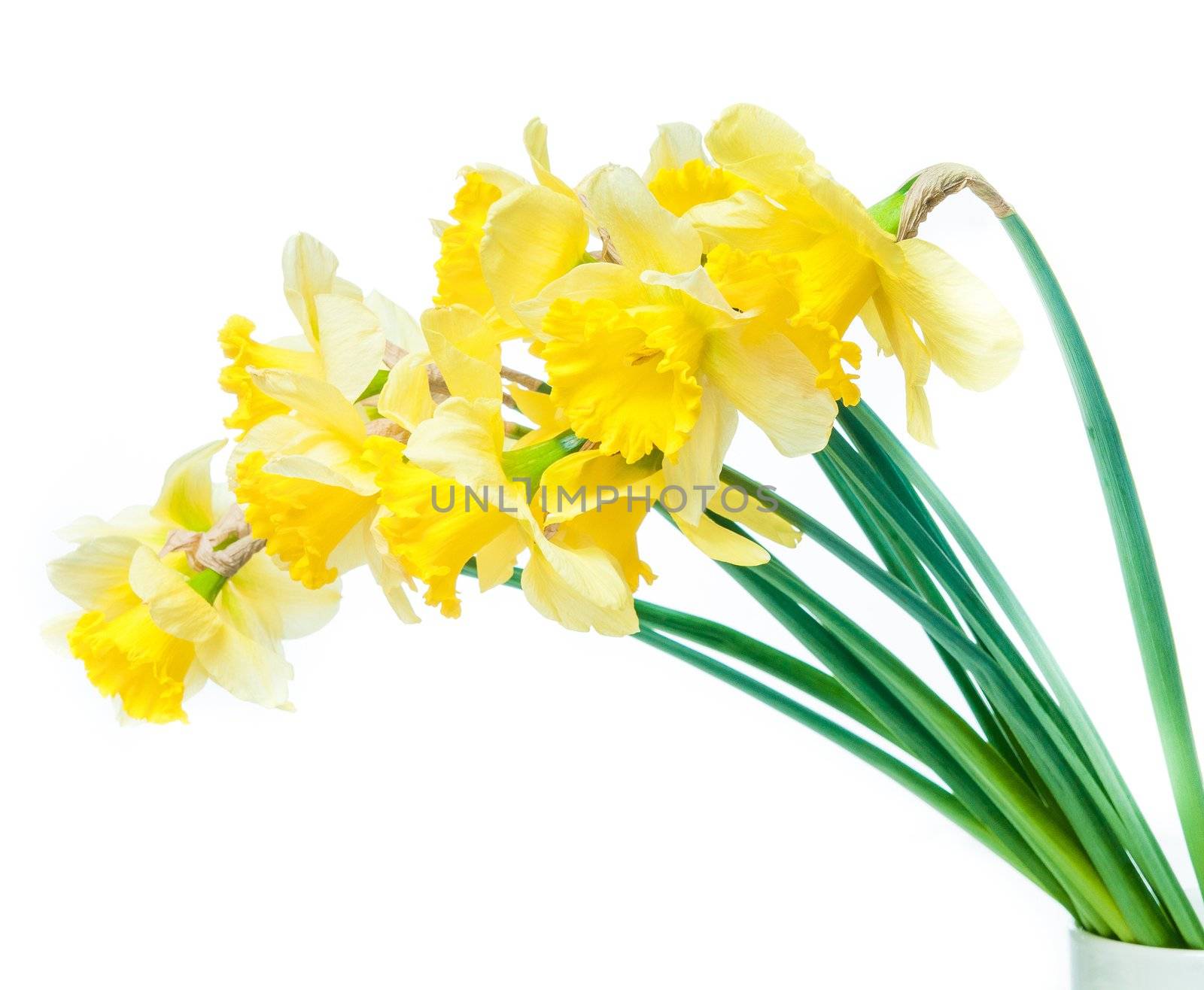 bright yellow flowers isolated on white
