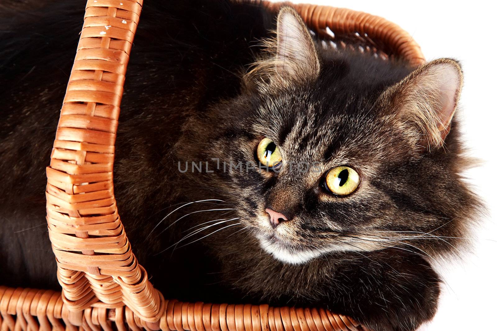 Portrait of a striped cat in a basket by Azaliya