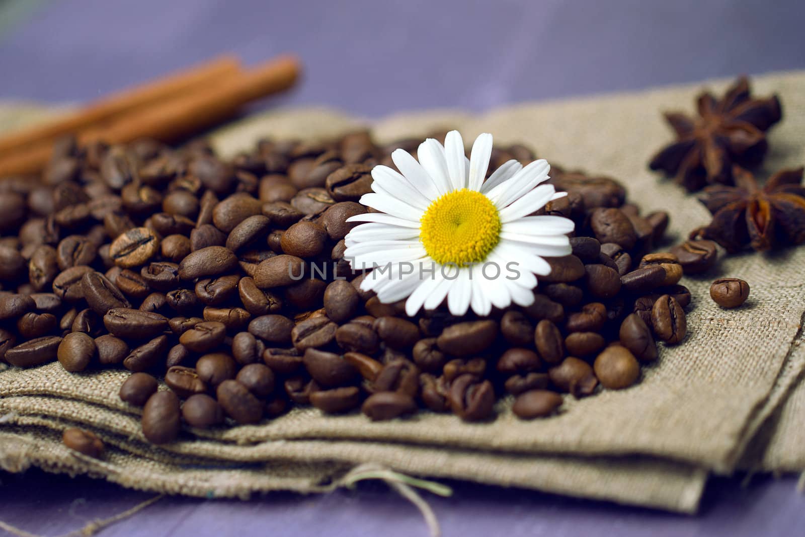 Close-up of coffee beans with chamomile